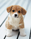 http://upforme.ru/uploads/0000/07/41/781-1.gif