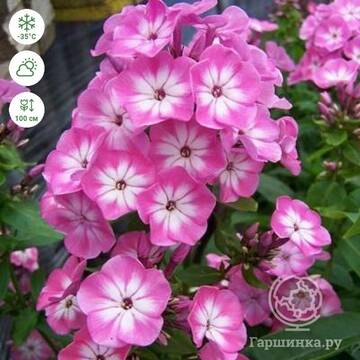 http://upforme.ru/uploads/0000/0a/bc/10781/t869467.jpg