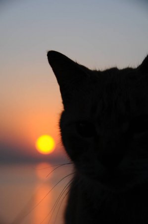 http://upforme.ru/uploads/0000/0a/bc/15308/t604702.jpg