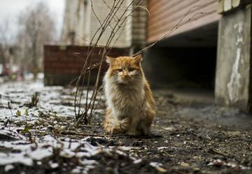 http://upforme.ru/uploads/0000/0a/bc/4684/t678892.jpg