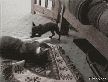 http://upforme.ru/uploads/0000/0b/36/5143/595590.gif