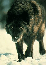 http://upforme.ru/uploads/0000/0c/d8/19767-1.gif