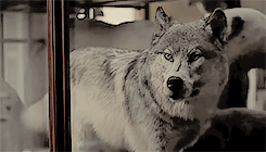 http://upforme.ru/uploads/0000/0e/cb/129/t282649.gif