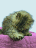 http://upforme.ru/uploads/0000/0e/e6/48182-1.gif