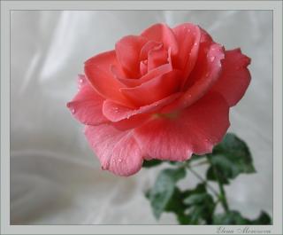 http://upforme.ru/uploads/0000/14/0b/144/t532451.jpg