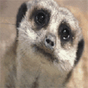 http://upforme.ru/uploads/0000/15/0f/148564-1.gif