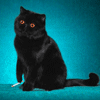 http://upforme.ru/uploads/0000/15/0f/6605-1.gif