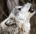 http://upforme.ru/uploads/0000/15/13/6594-3.gif