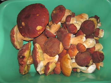 http://upforme.ru/uploads/0000/18/53/97/t443663.jpg
