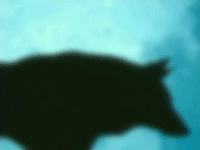 http://upforme.ru/uploads/0000/18/e7/15959-2.gif
