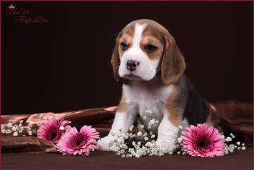 http://upforme.ru/uploads/0000/1c/6a/1263/t821903.jpg