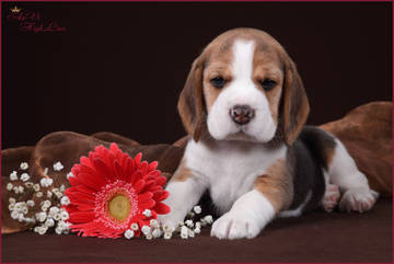 http://upforme.ru/uploads/0000/1c/6a/1263/t930513.jpg
