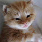 http://upforme.ru/uploads/0000/26/b8/2717-1.gif