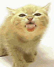 http://upforme.ru/uploads/0000/48/a8/2376-1.gif