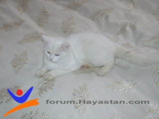 http://upforme.ru/uploads/0001/0c/53/49518-4.png