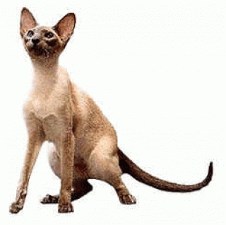 http://upforme.ru/uploads/0001/0c/53/49518-5.gif