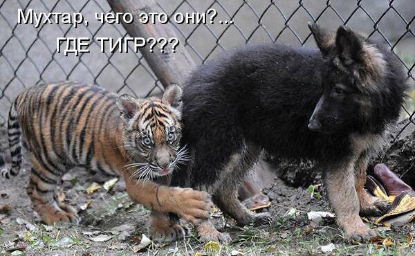 http://upforme.ru/uploads/0001/2e/0f/143/t470262.jpg