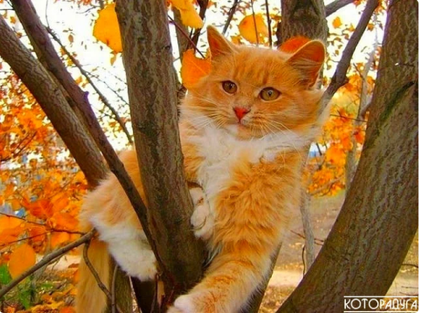 http://upforme.ru/uploads/0001/2e/0f/4/t803347.png
