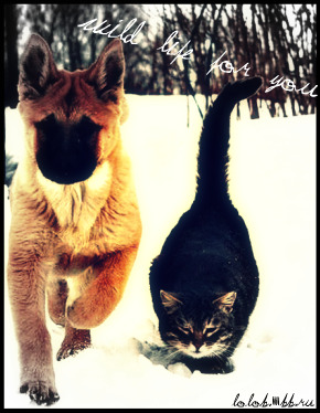 http://upforme.ru/uploads/0001/bf/2f/24661-3-f.jpg