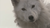 http://upforme.ru/uploads/0001/bf/9c/611/t351325.gif