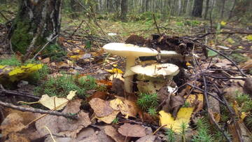 http://upforme.ru/uploads/0001/df/35/7/t347199.jpg