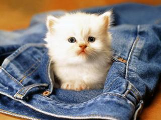 http://upforme.ru/uploads/0002/56/fd/103-1.jpg