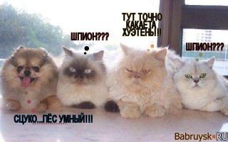 http://upforme.ru/uploads/0002/ca/5d/5769-1.jpg