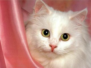 http://upforme.ru/uploads/0002/ca/5d/904-2.jpg