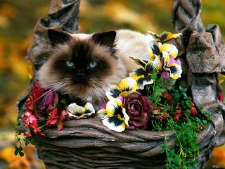 http://upforme.ru/uploads/0002/ca/5d/907-2.jpg