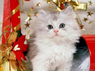 http://upforme.ru/uploads/0002/ca/5d/907-4.jpg