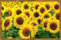 http://upforme.ru/uploads/0002/ec/08/48441-4.jpg