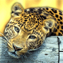 http://upforme.ru/uploads/0003/b9/d3/1831-2.gif