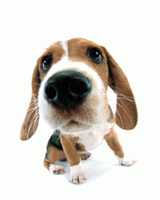 http://upforme.ru/uploads/0003/e6/e2/9704-5.gif
