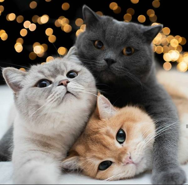 http://upforme.ru/uploads/0004/02/e8/1734/t10448.jpg