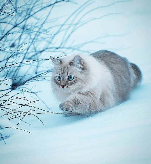 http://upforme.ru/uploads/0004/02/e8/1734/t13789.jpg