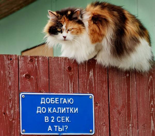 http://upforme.ru/uploads/0004/02/e8/1734/t141283.jpg