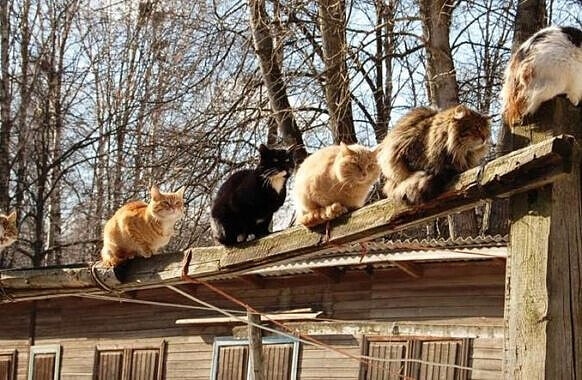 http://upforme.ru/uploads/0004/02/e8/1734/t14232.jpg