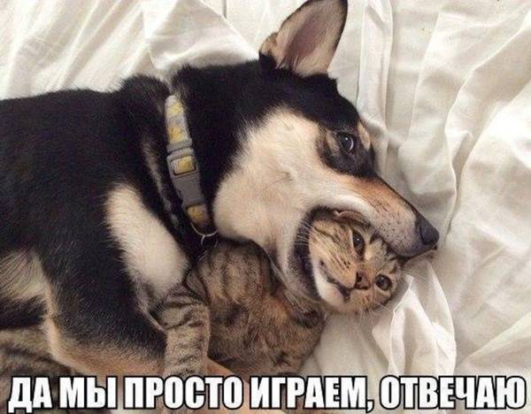 http://upforme.ru/uploads/0004/02/e8/1734/t17121.jpg