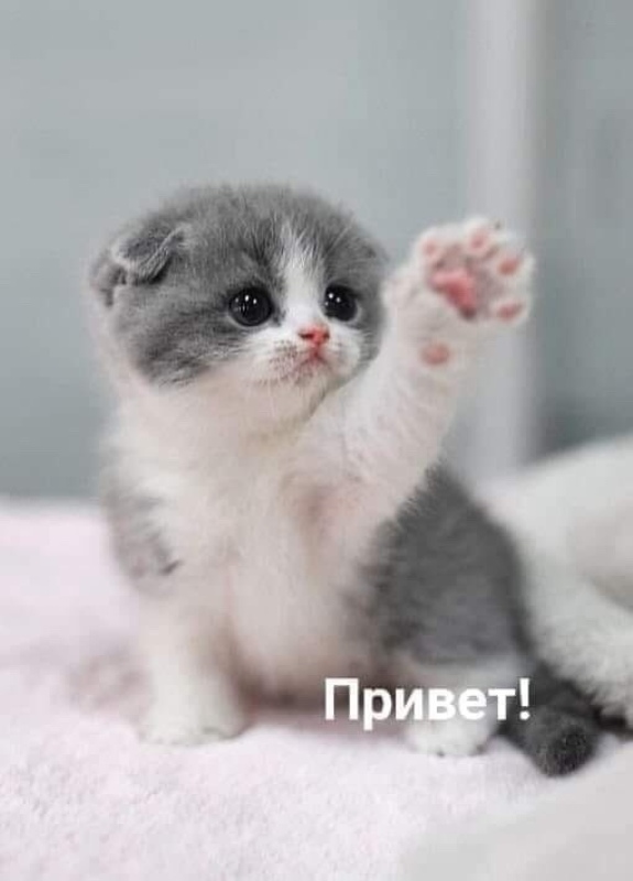 http://upforme.ru/uploads/0004/02/e8/1734/t17309.jpg