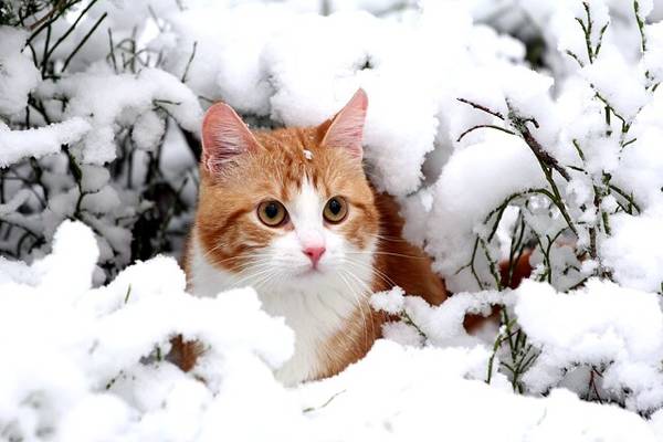 http://upforme.ru/uploads/0004/02/e8/1734/t18813.jpg