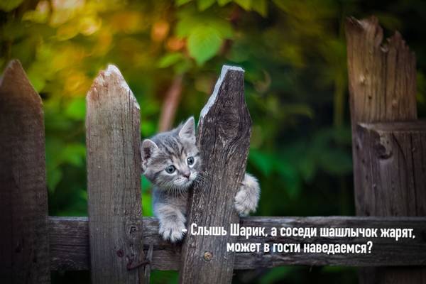http://upforme.ru/uploads/0004/02/e8/1734/t190740.jpg