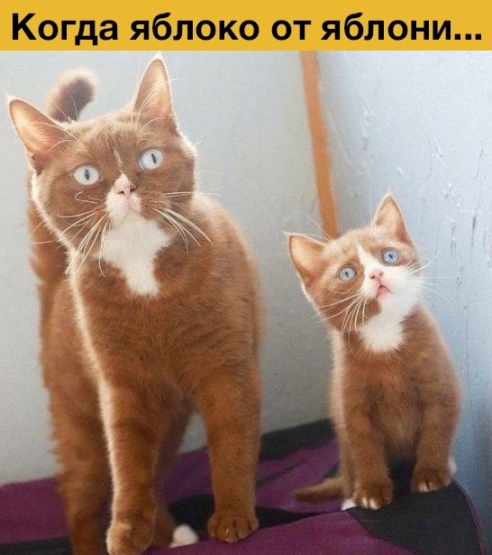 http://upforme.ru/uploads/0004/02/e8/1734/t231648.jpg