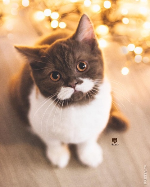http://upforme.ru/uploads/0004/02/e8/1734/t24194.jpg