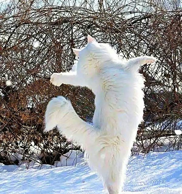 http://upforme.ru/uploads/0004/02/e8/1734/t24334.jpg