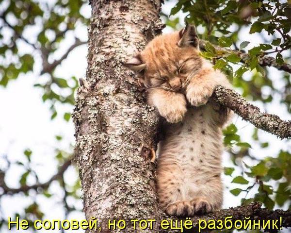http://upforme.ru/uploads/0004/02/e8/1734/t28063.jpg