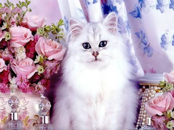 http://upforme.ru/uploads/0004/02/e8/1734/t29294.jpg