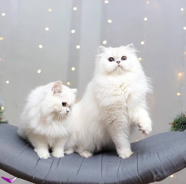 http://upforme.ru/uploads/0004/02/e8/1734/t297711.jpg
