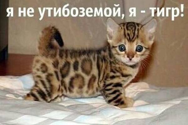 http://upforme.ru/uploads/0004/02/e8/1734/t30248.jpg