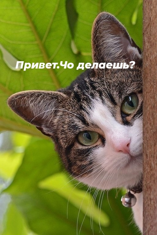 http://upforme.ru/uploads/0004/02/e8/1734/t35913.jpg