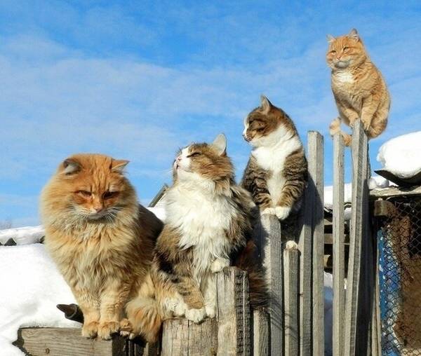 http://upforme.ru/uploads/0004/02/e8/1734/t43741.jpg